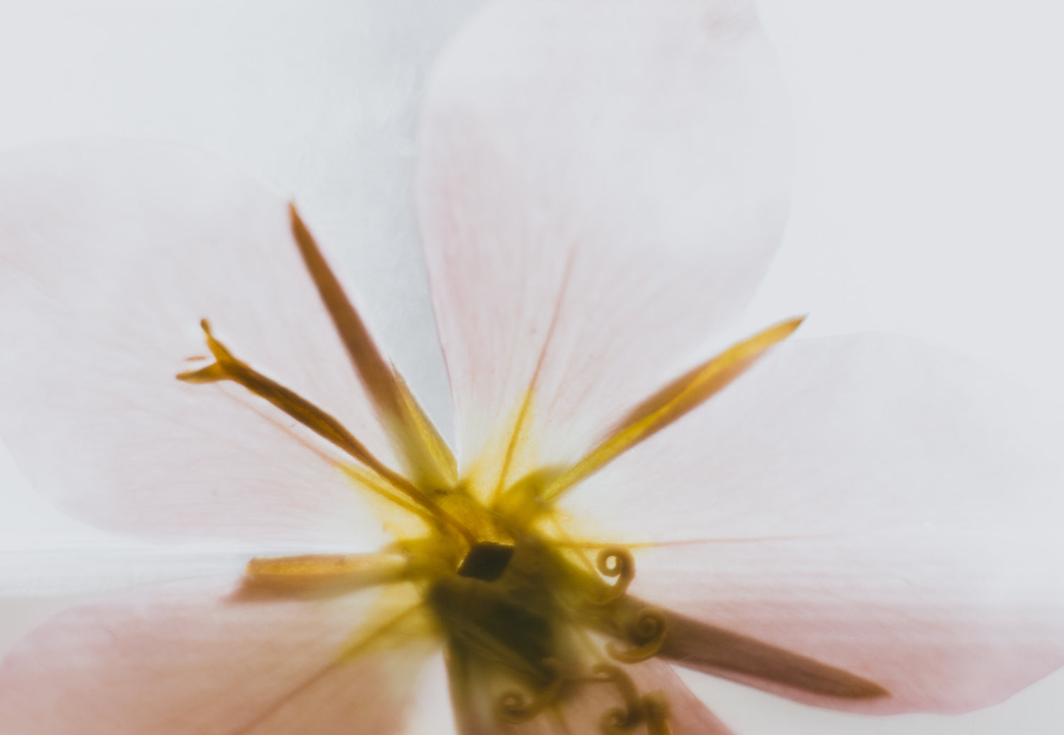 まつげがすぐ下がる…カール力をキープする方法